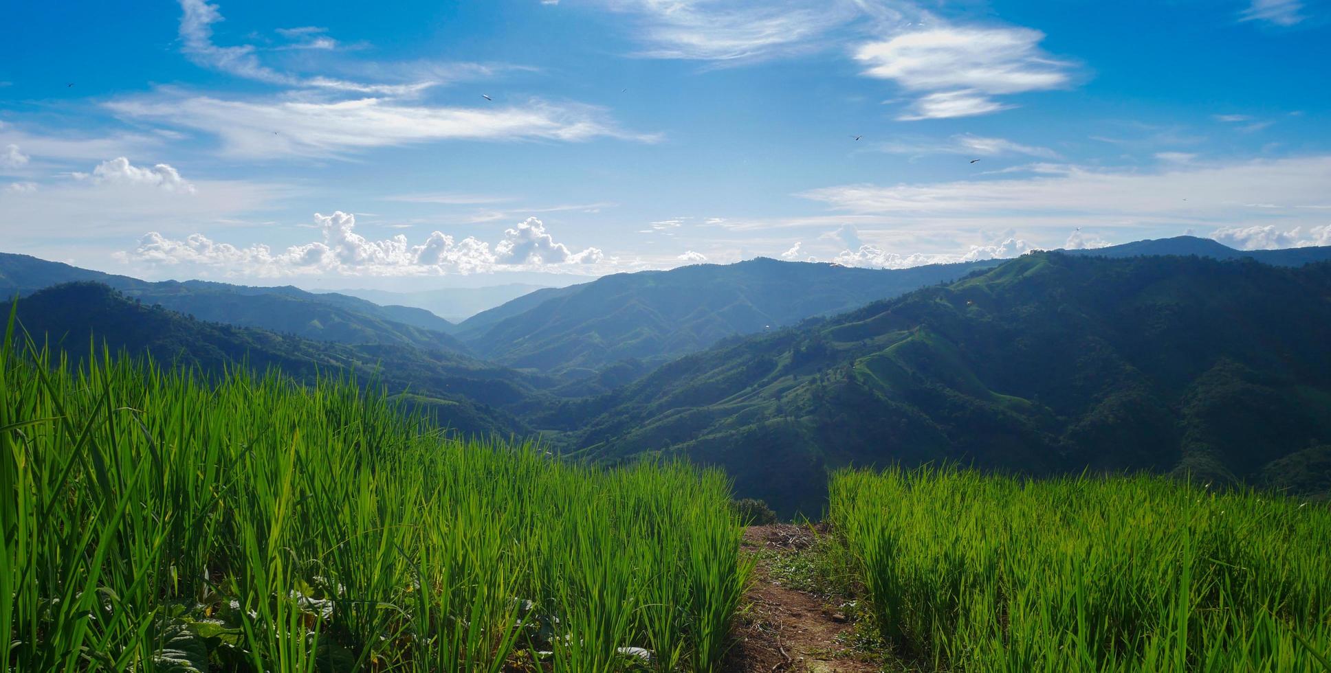 Green rice fields and blue sky photo