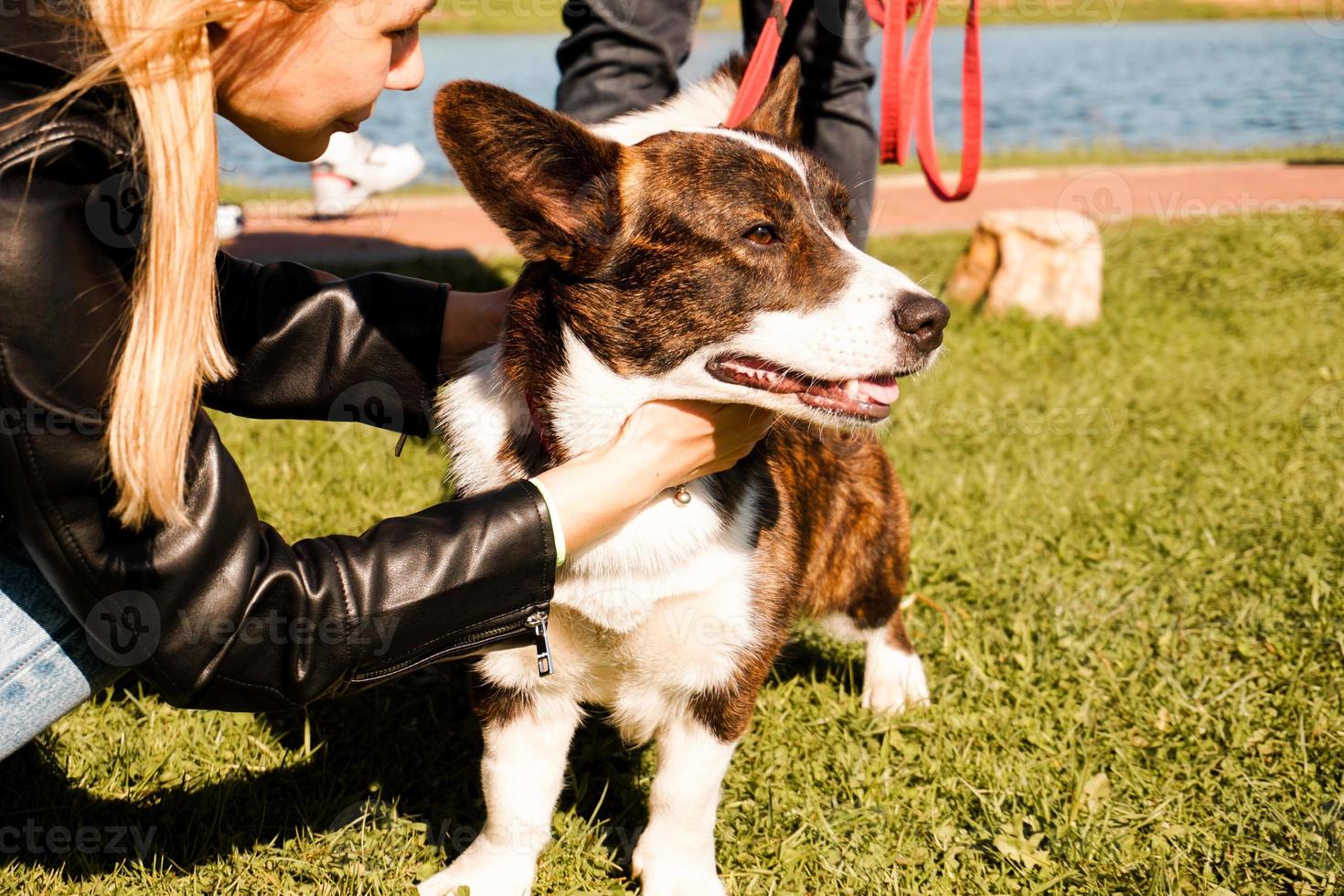 A young girl hugs a brown corgi on a bright summer day photo