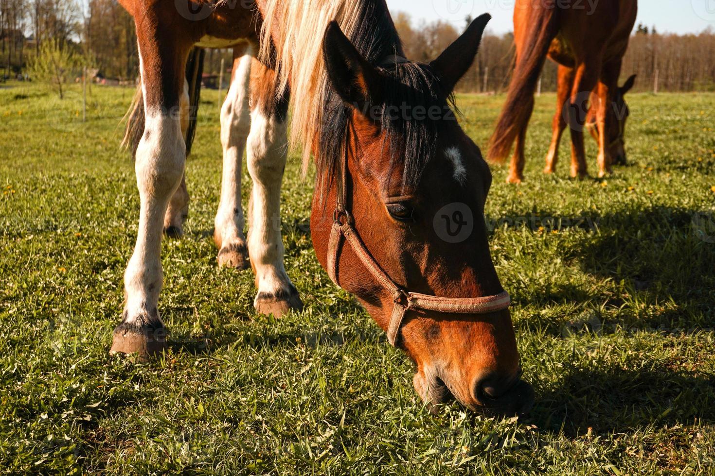 Cerrar imagen de un caballo de bahía roja pastando en pastos de verano foto