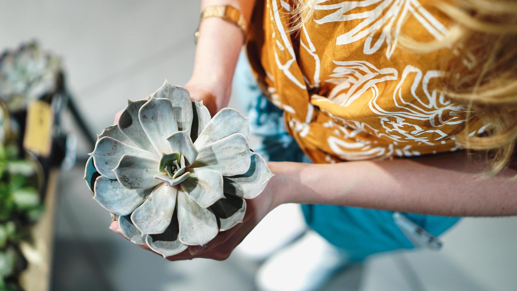 Close up of womans hands holding flower in pot photo