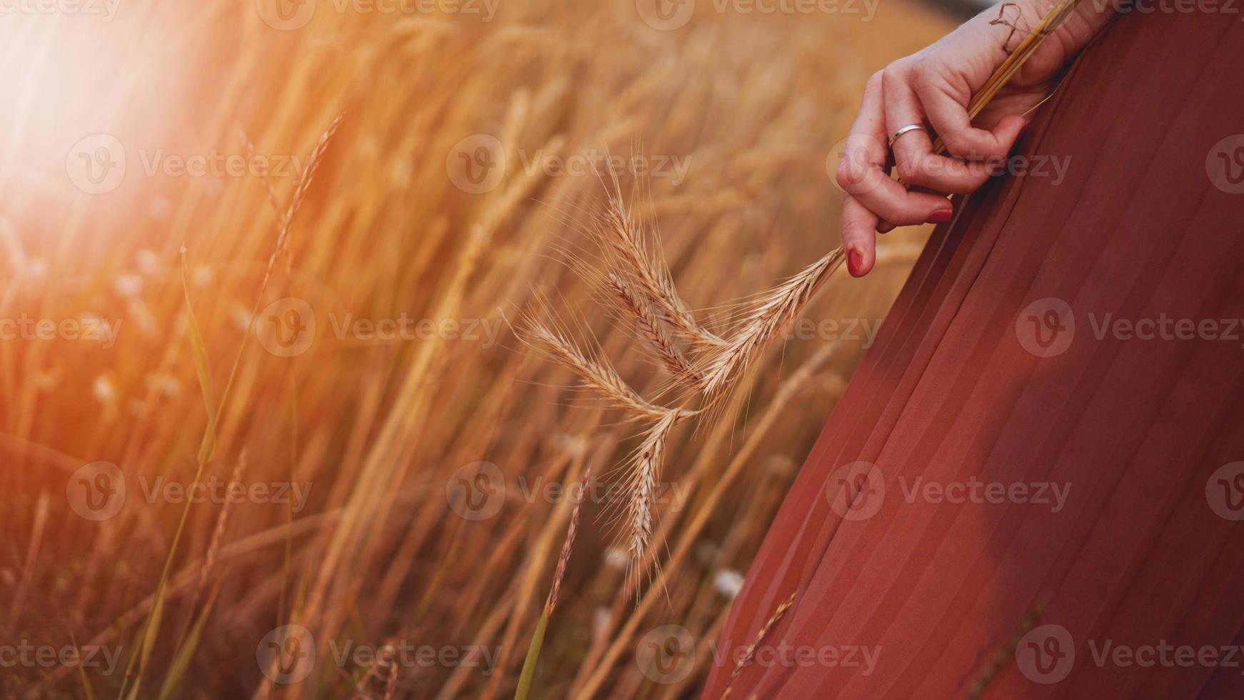 mujer en campo de trigo, mujer sostiene espiga de trigo en la mano foto