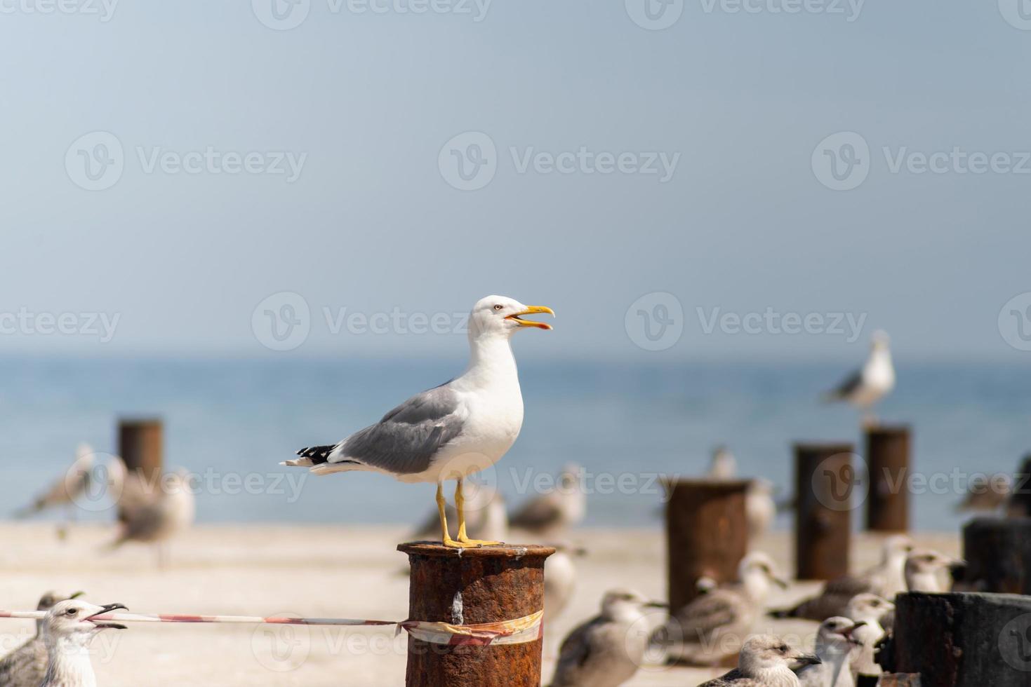 Seagulls flock at the Black Sea shoreline photo