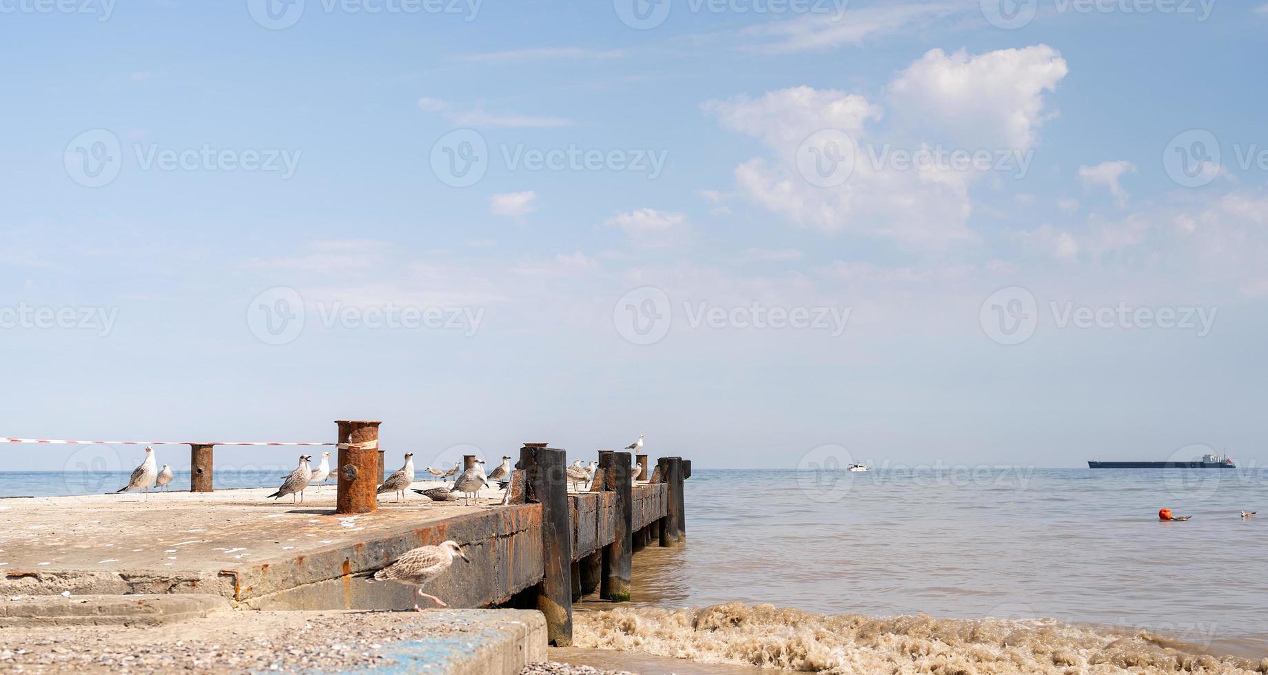 Las gaviotas acuden a la costa del mar negro. foto