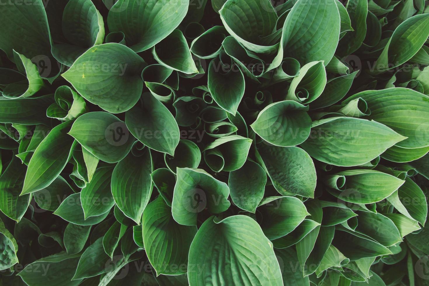 hojas verdes, planta tropical que crece en estado salvaje foto