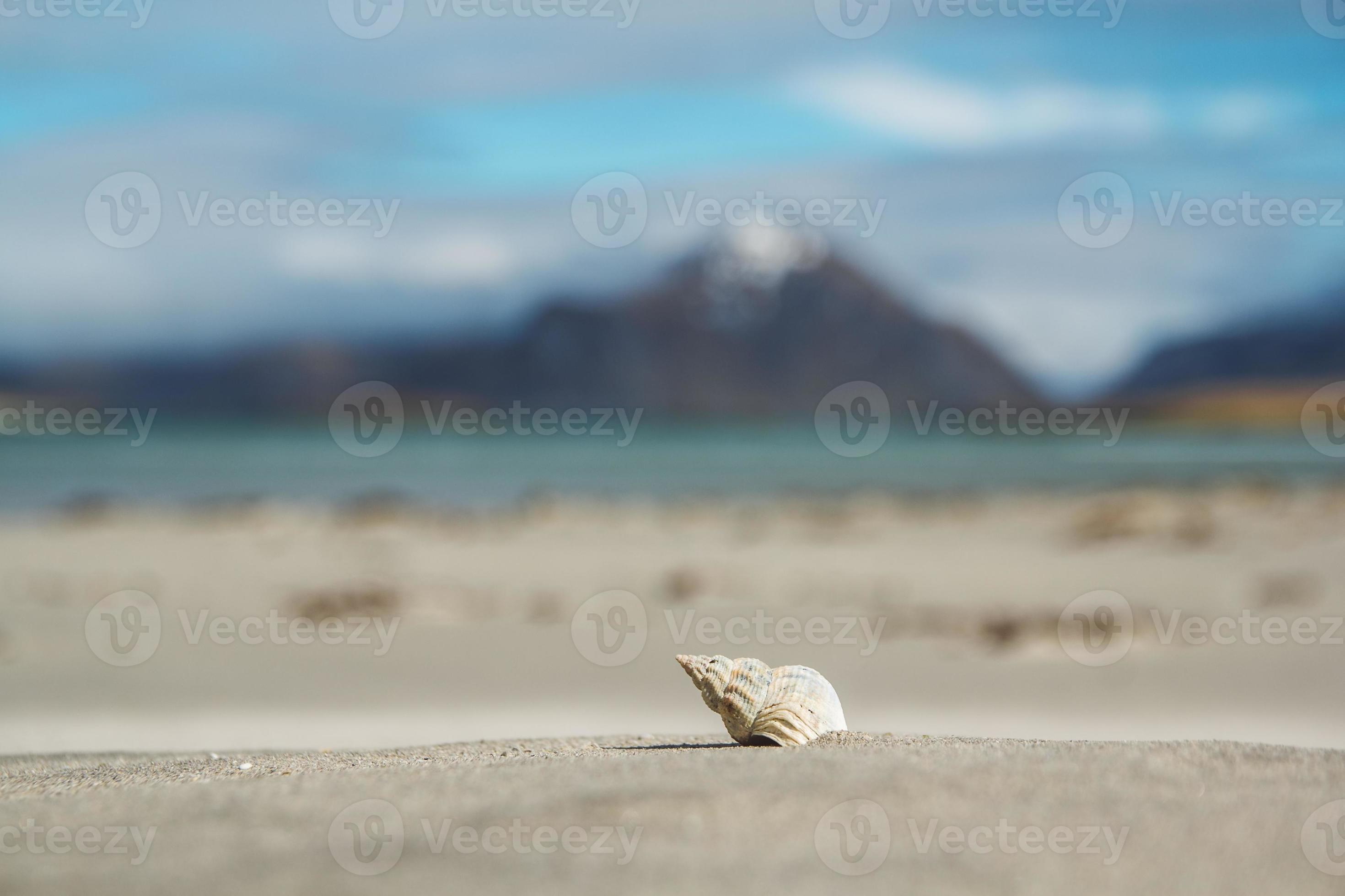 Sea shells on a sandy beach against background of sea and mountains