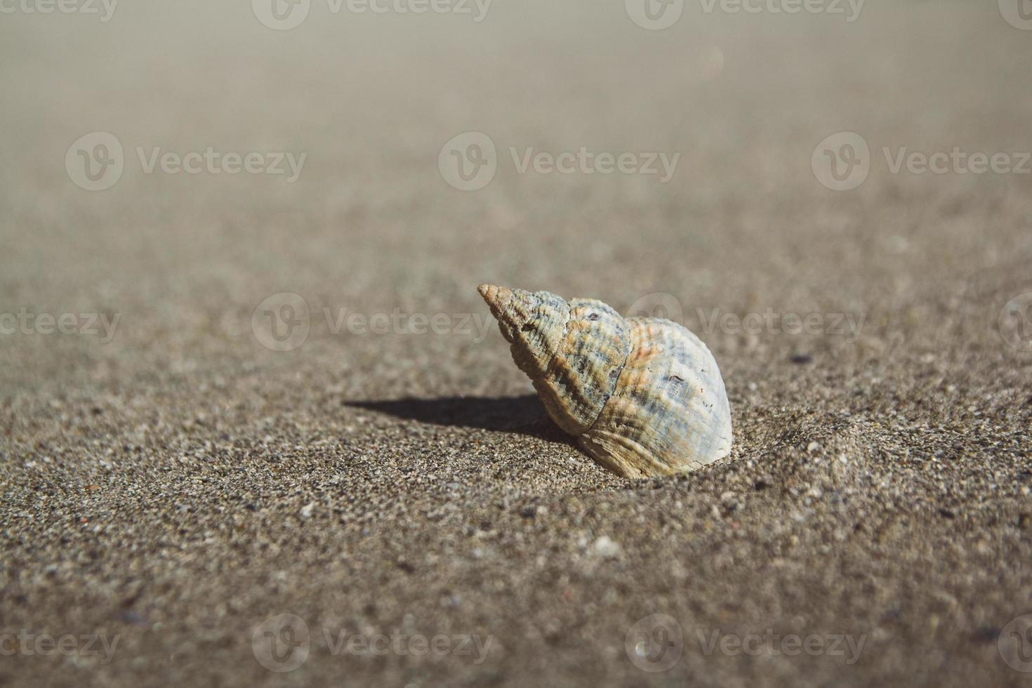 concha de mar en la playa de arena foto