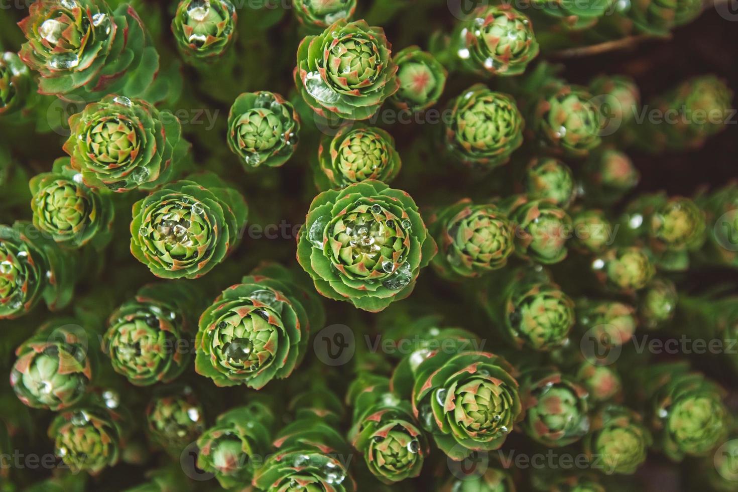 Green plants with dew drops growing in the wild photo