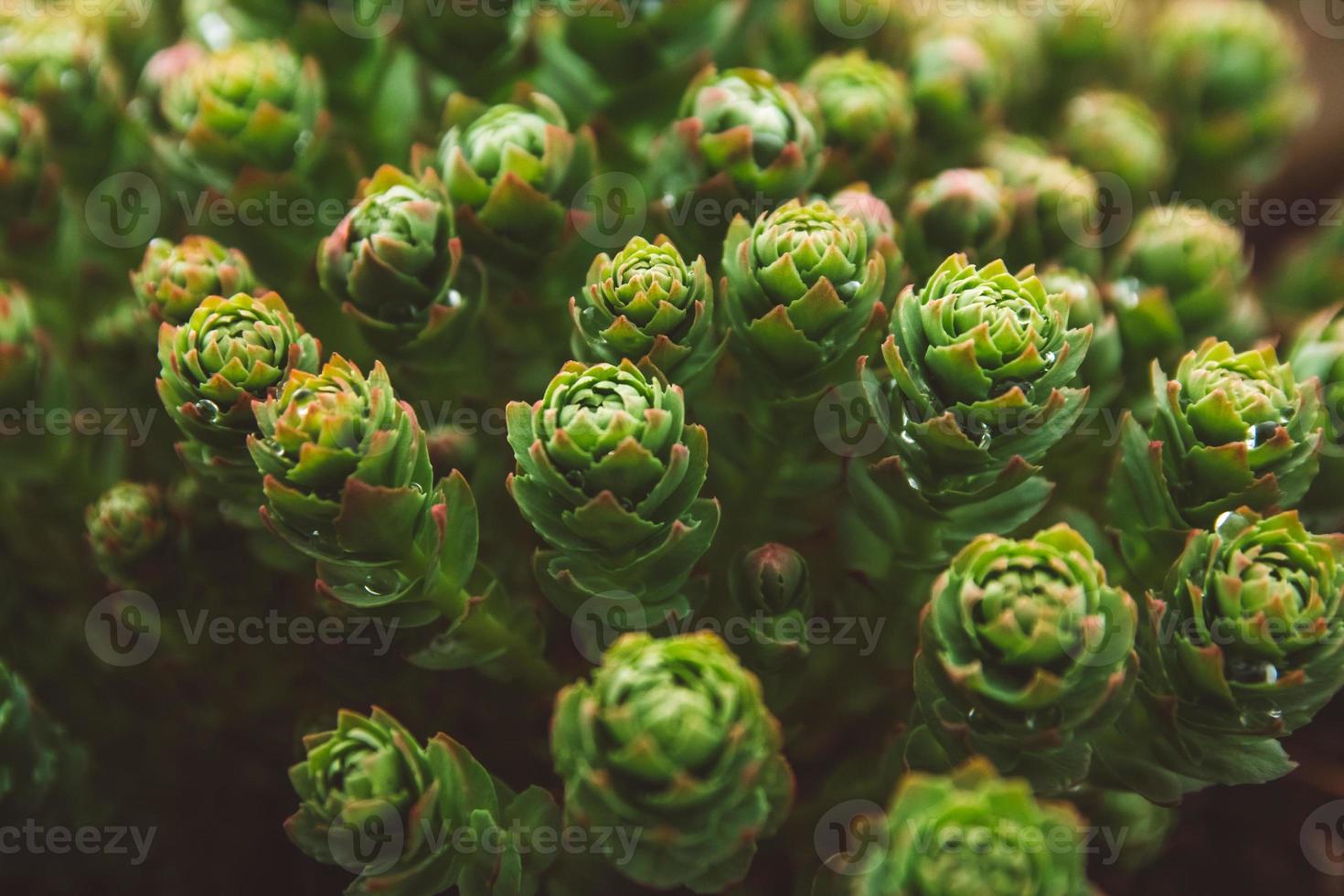 plantas verdes con gotas de rocío que crecen en la naturaleza foto