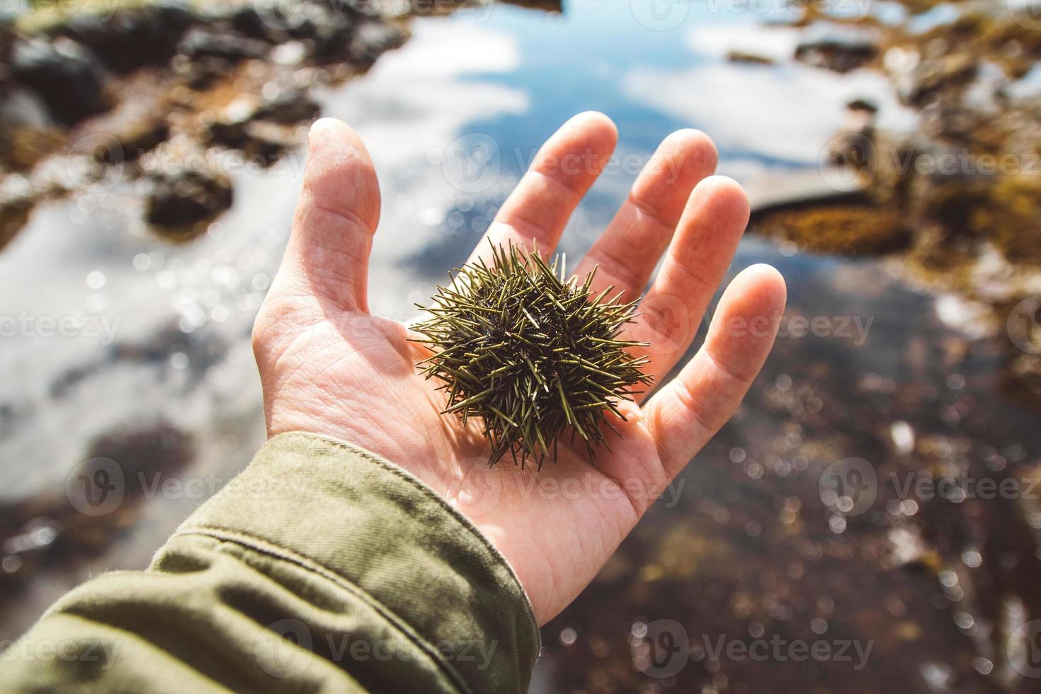 Sea urchin in a hand photo