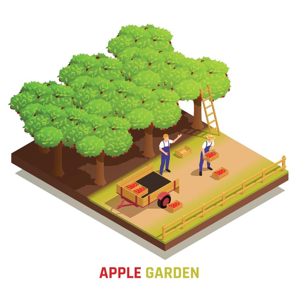 Harvesting Apples Isometric Composition vector