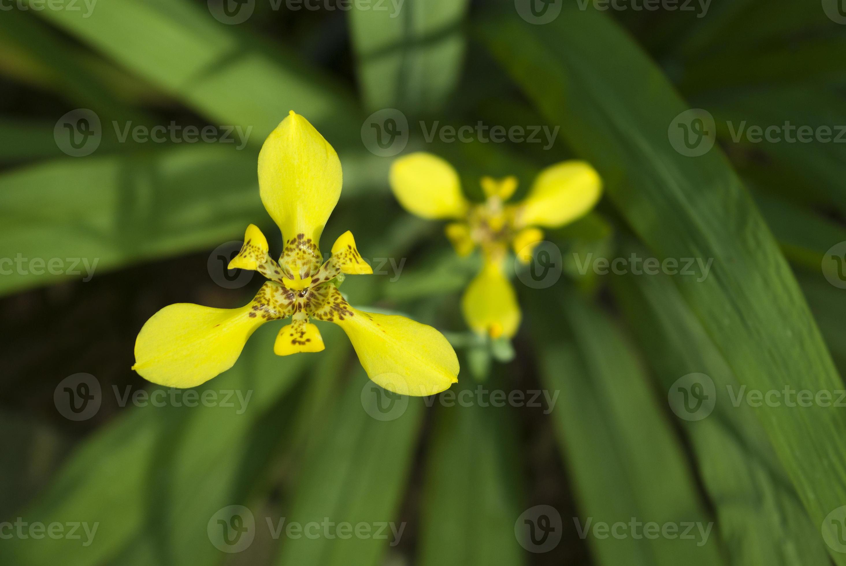 color amarillo de la flor del iris en la naturaleza 3293858 Foto de stock  en Vecteezy