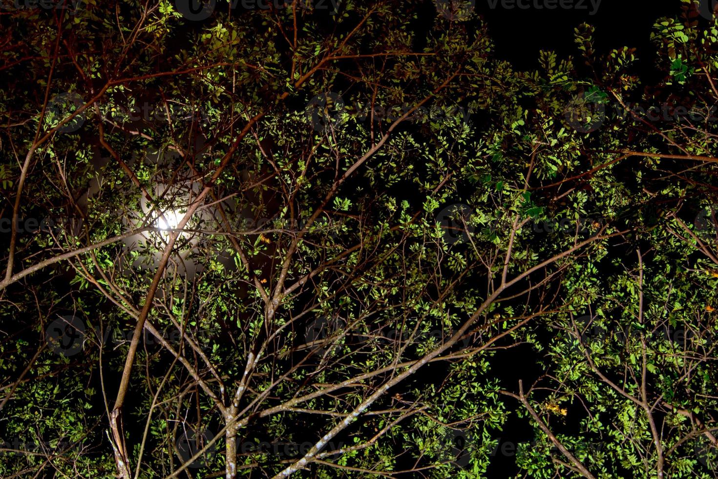 The moonlight above the tree and the light shining from under the tree photo