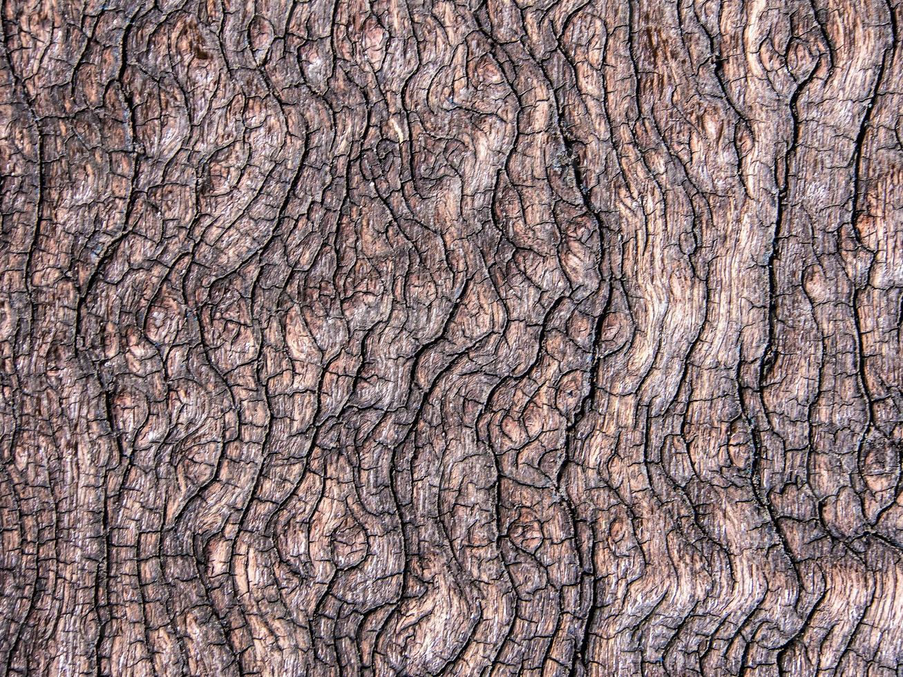 textura de madera de tocón viejo foto