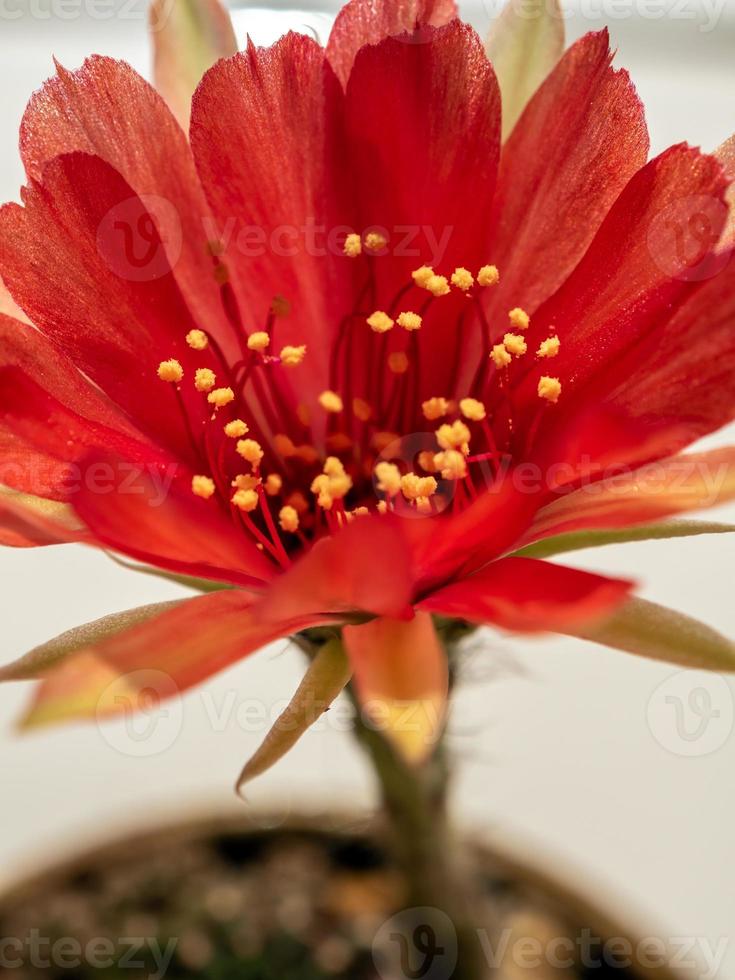 Pétalo delicado de color rojo con mullido peludo de flor de cactus echinopsis foto