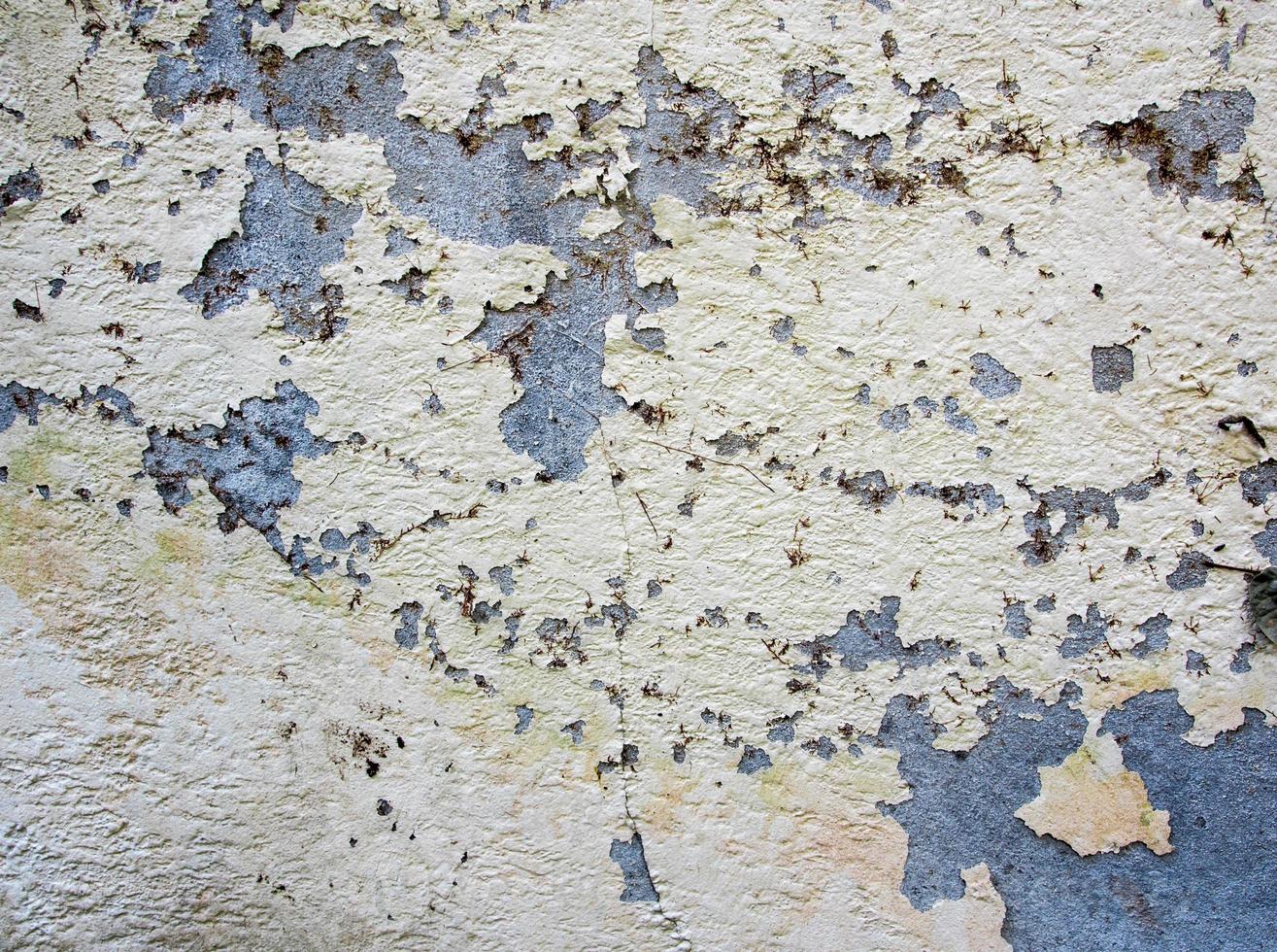 color agrietado en la pared vieja y el trozo de hiedra seca muerta foto