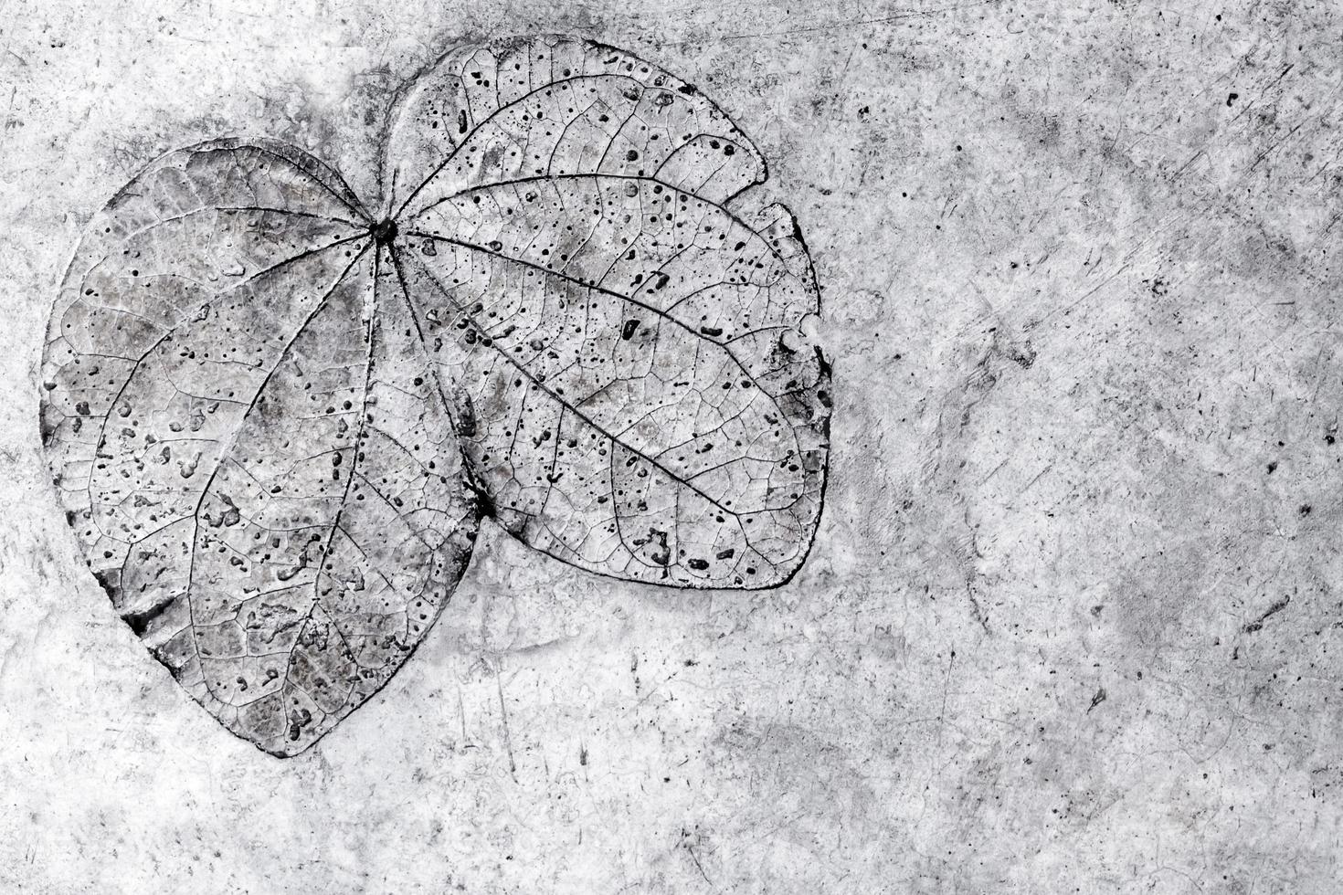 Leaf texture in concrete floor photo