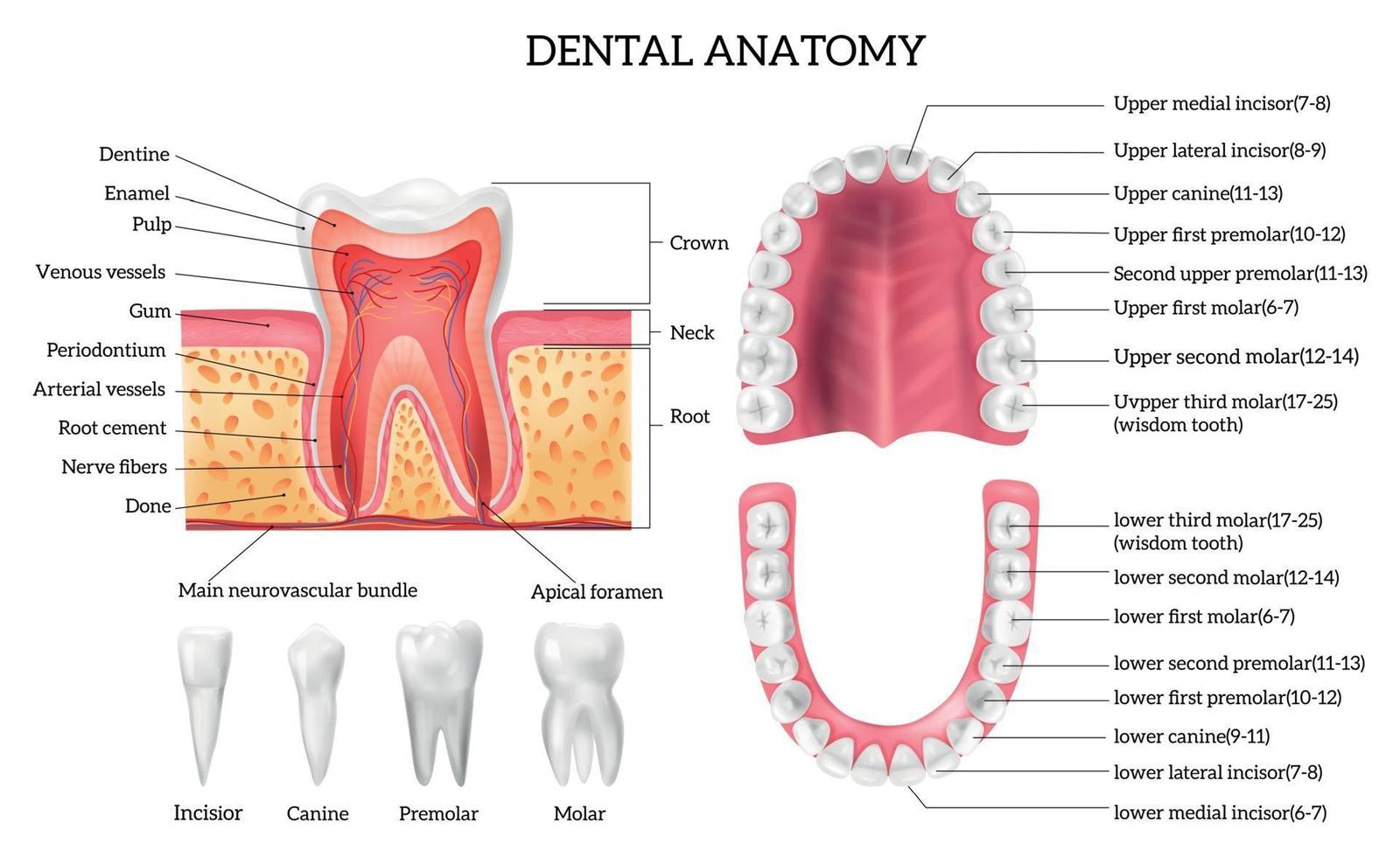 infografía de anatomía dental vector