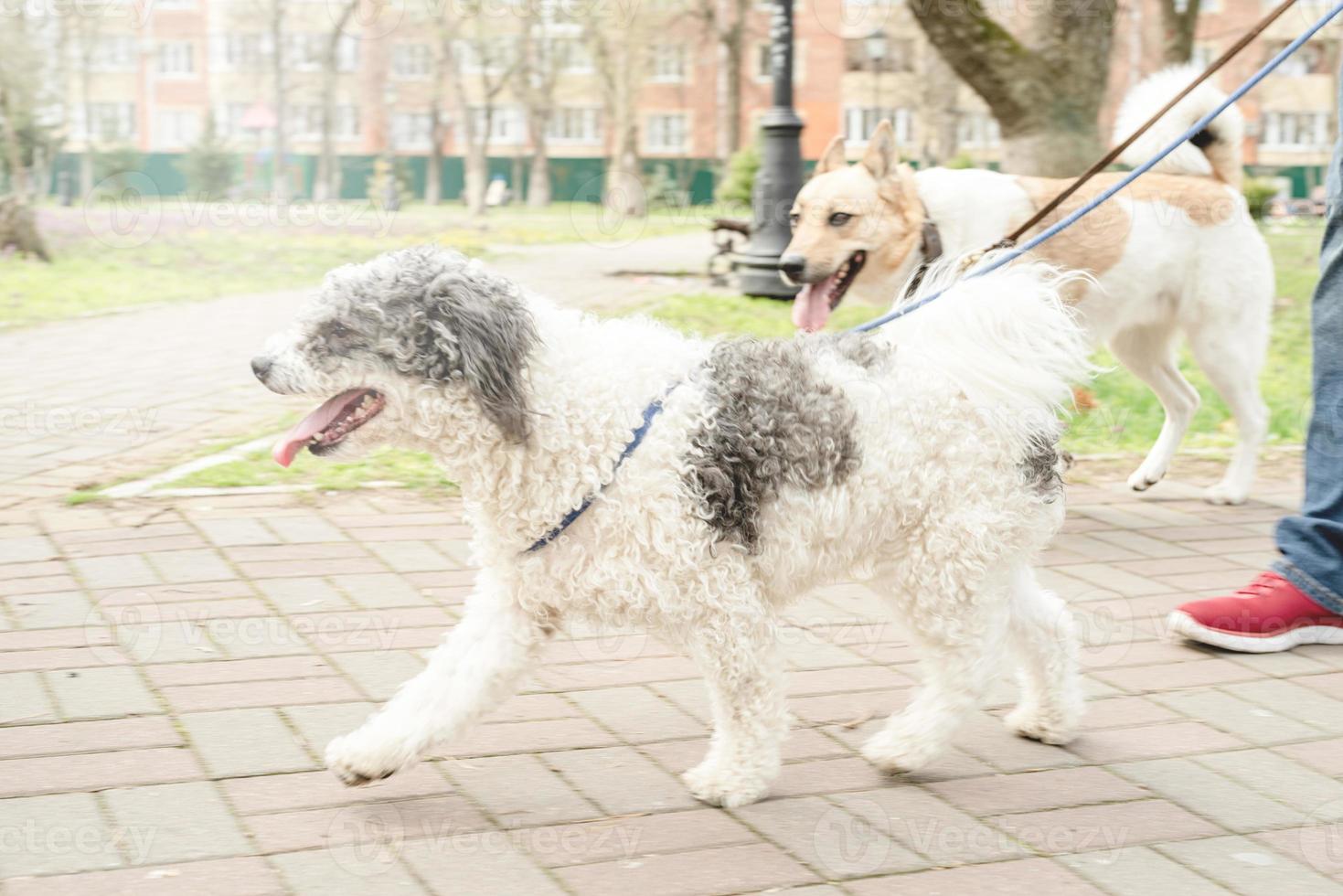 Professional male dog walker walking a pack of dogs on park trail photo