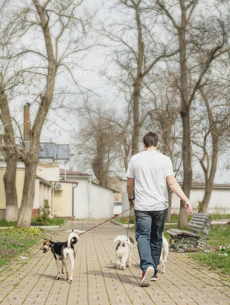 Professional male dog walker walking a pack of dogs on park trail photo