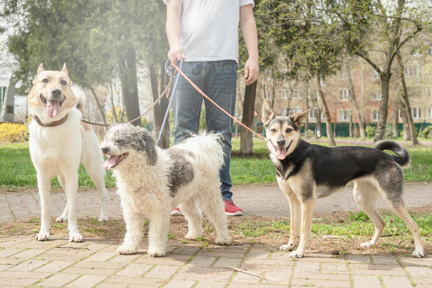 Professional male dog walker walking a pack of dogs on park trail photo