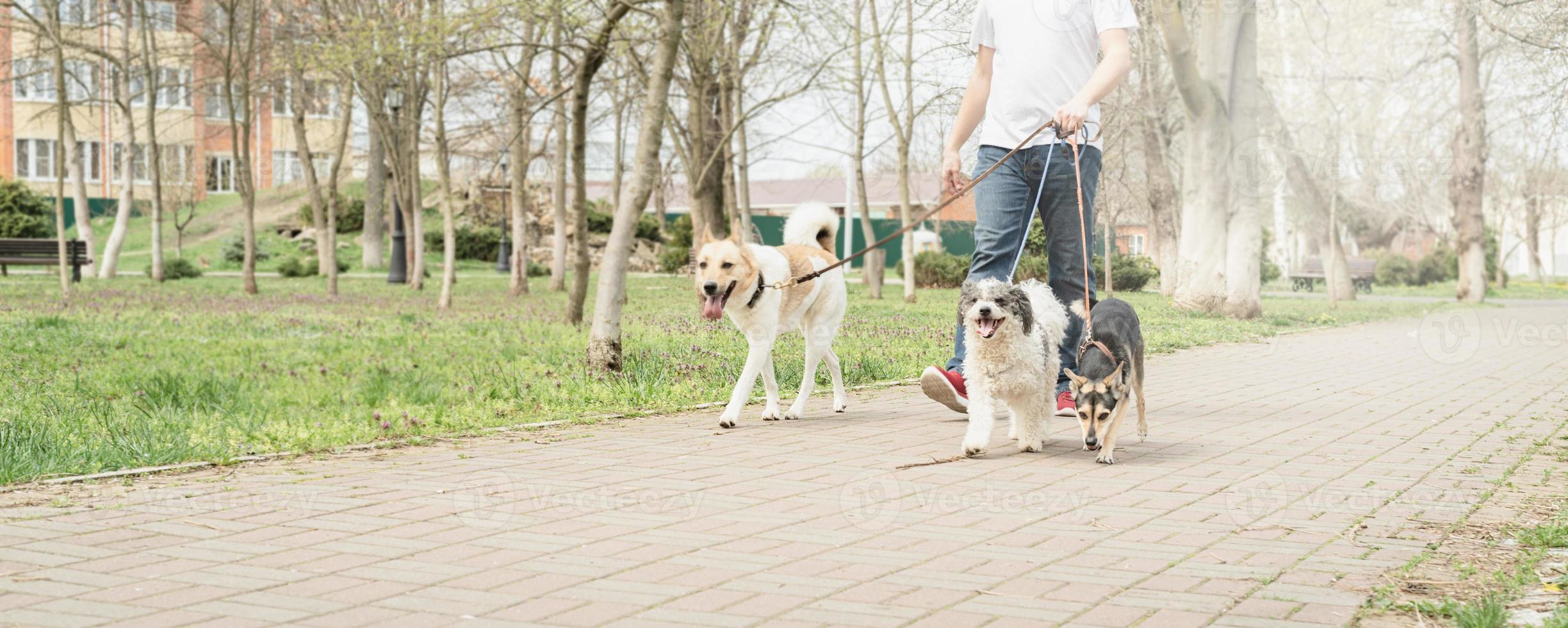 Professional male dog walker walking a pack of dogs on park trail photo