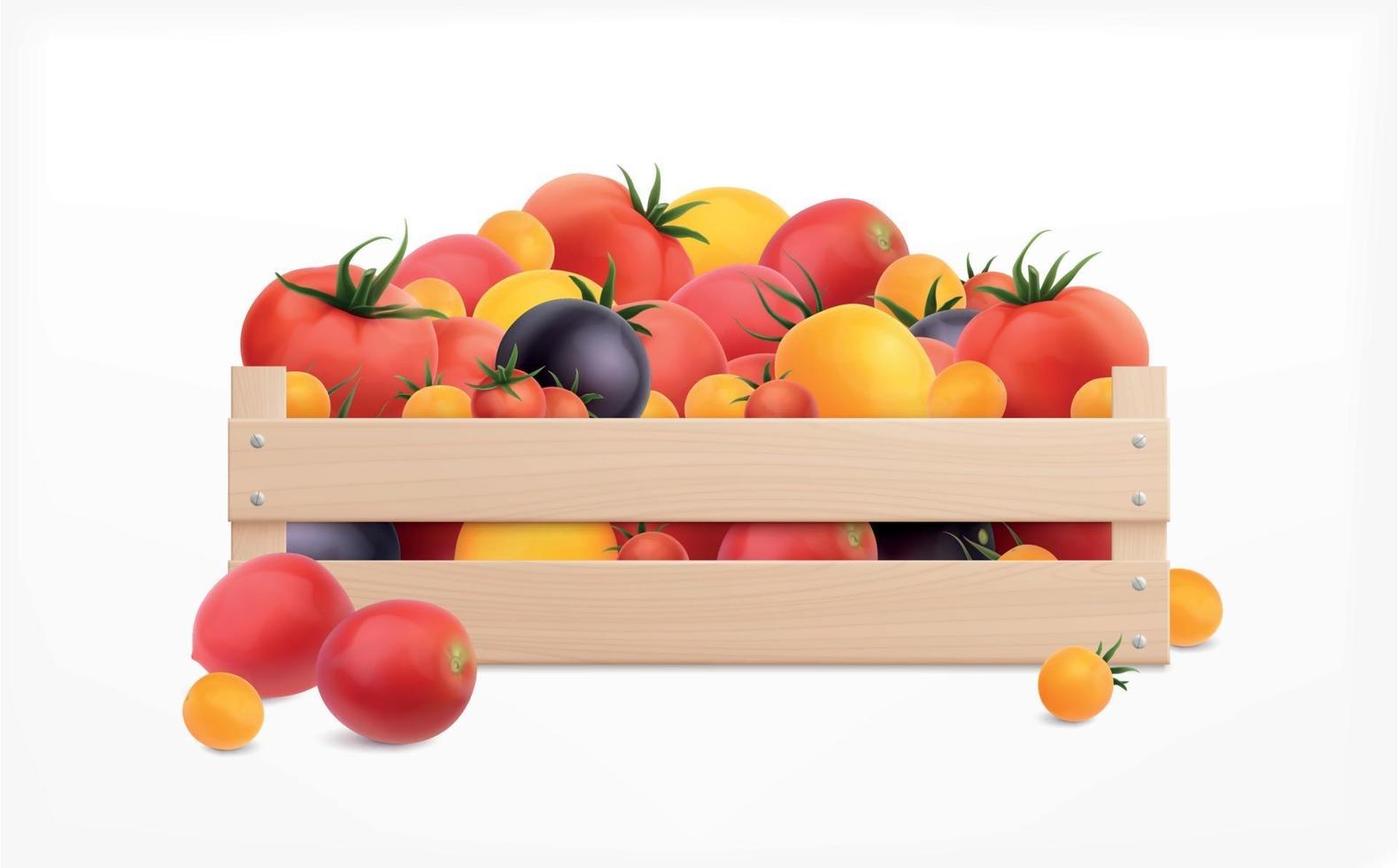 concepto realista de tomates vector