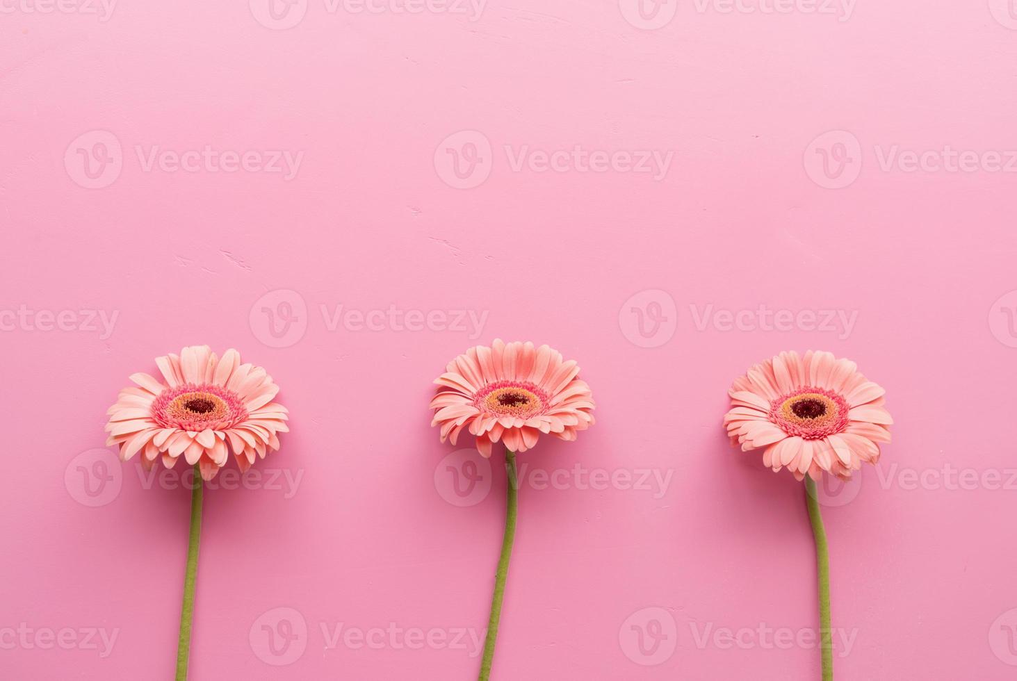 Three gerbera daisies in a raw on a pink background photo