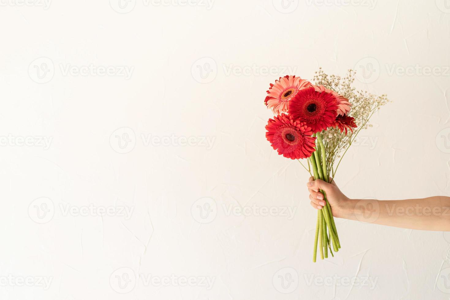 Margaritas gerberas brillantes en mano de mujer, estilo minimalista foto