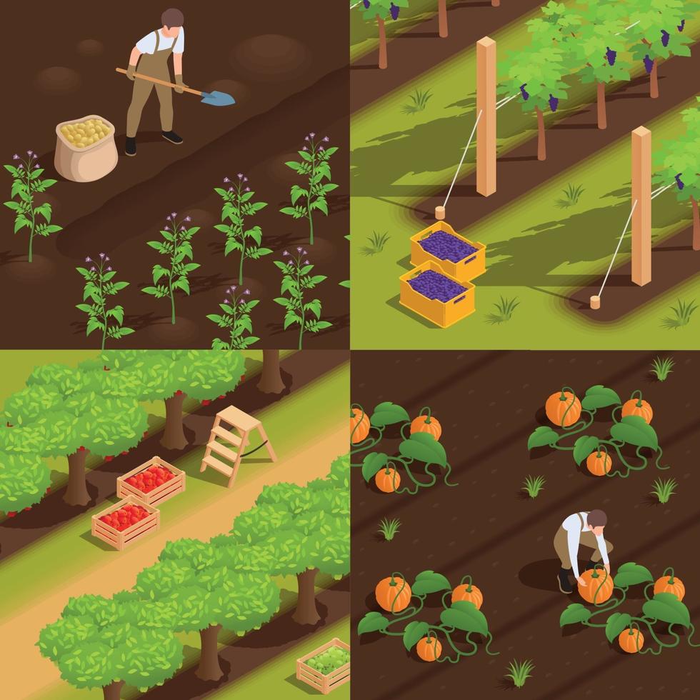 Farm Harvesting Isometric Concept vector