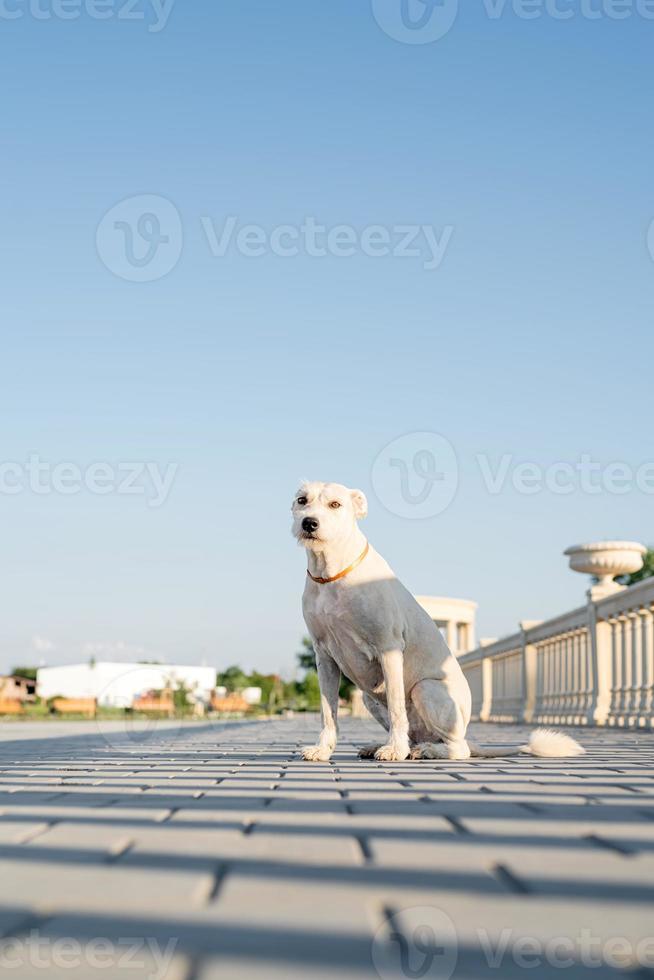 Cute mixed breed dog waiting for her owner in the park in sunny day photo