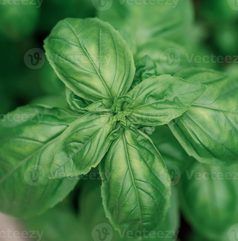 Cerca de albahaca fresca en el jardín foto