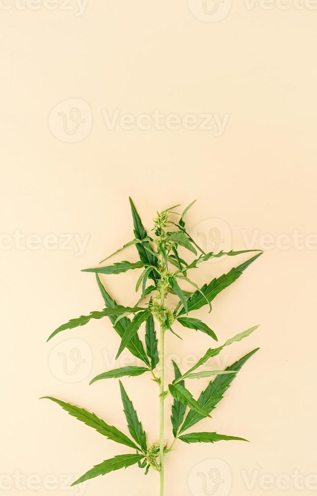 planta de cannabis sobre un fondo beige foto
