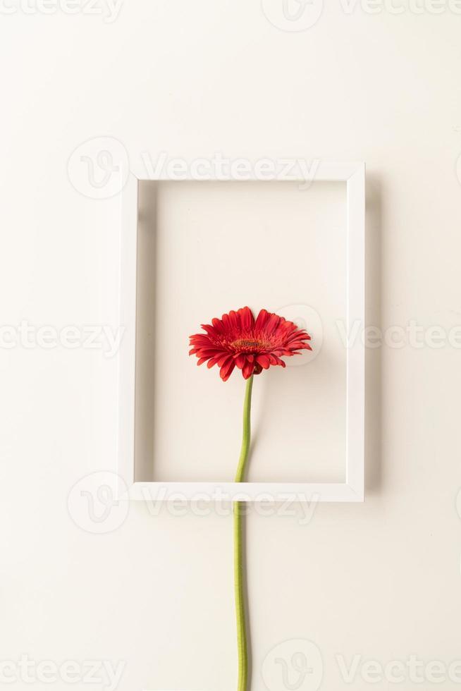 Red gerbera flower in a white frame photo