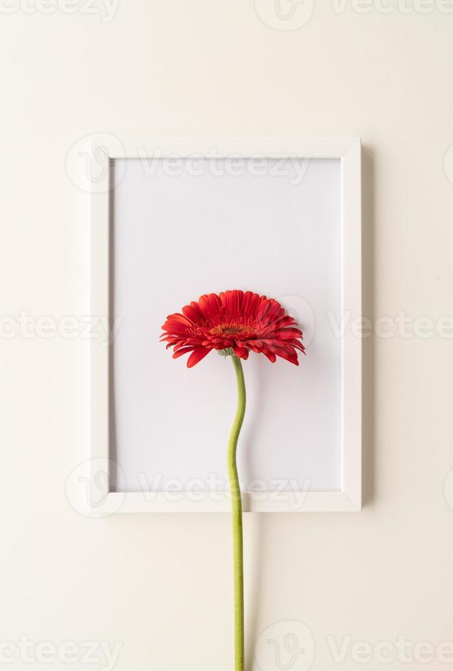 flor de gerbera roja en un marco blanco foto