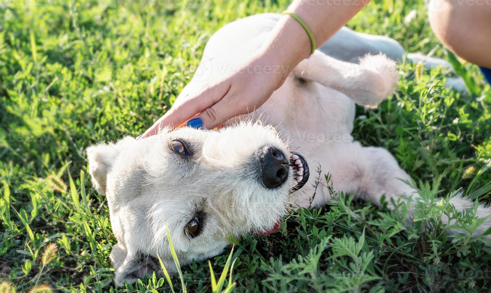 Young woman feeding her dog in the park in a summer sunny day photo