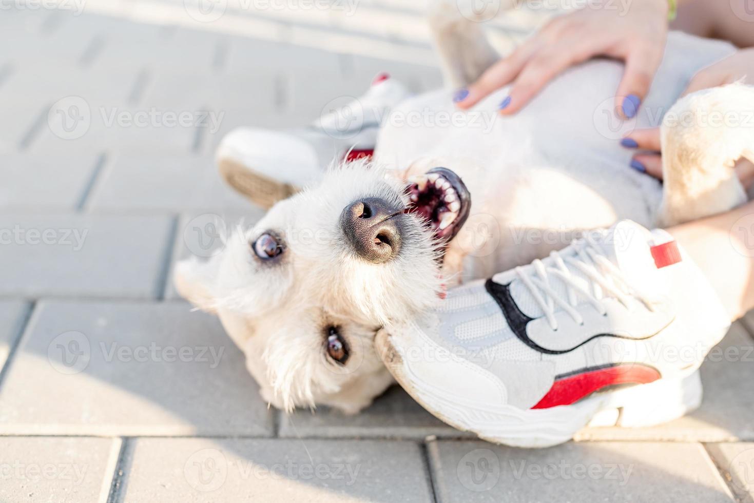 mujer joven, juego, con, ella, perro, en el parque foto