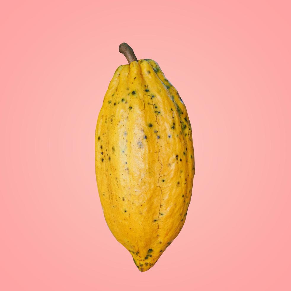 Cocoa fruit on pink background photo