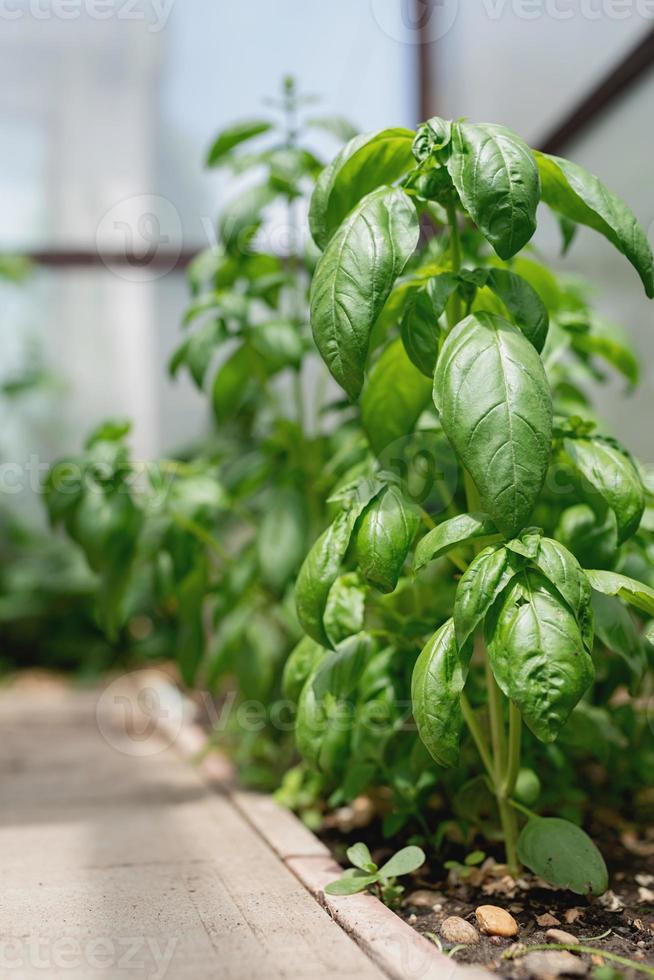 albahaca fresca en el jardín o invernadero foto