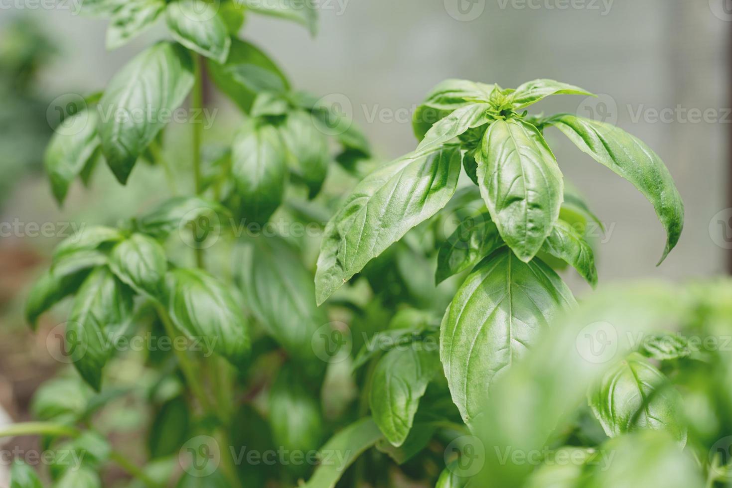 Fresh basil in the garden or greenhouse photo