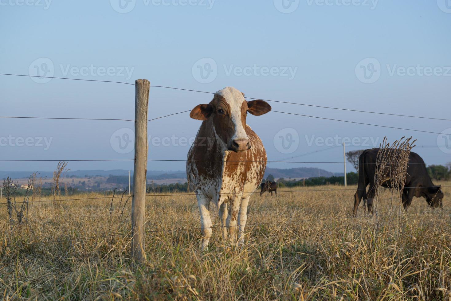 Hermoso pastoreo de vacas holandesas manchadas de color marrón y blanco foto