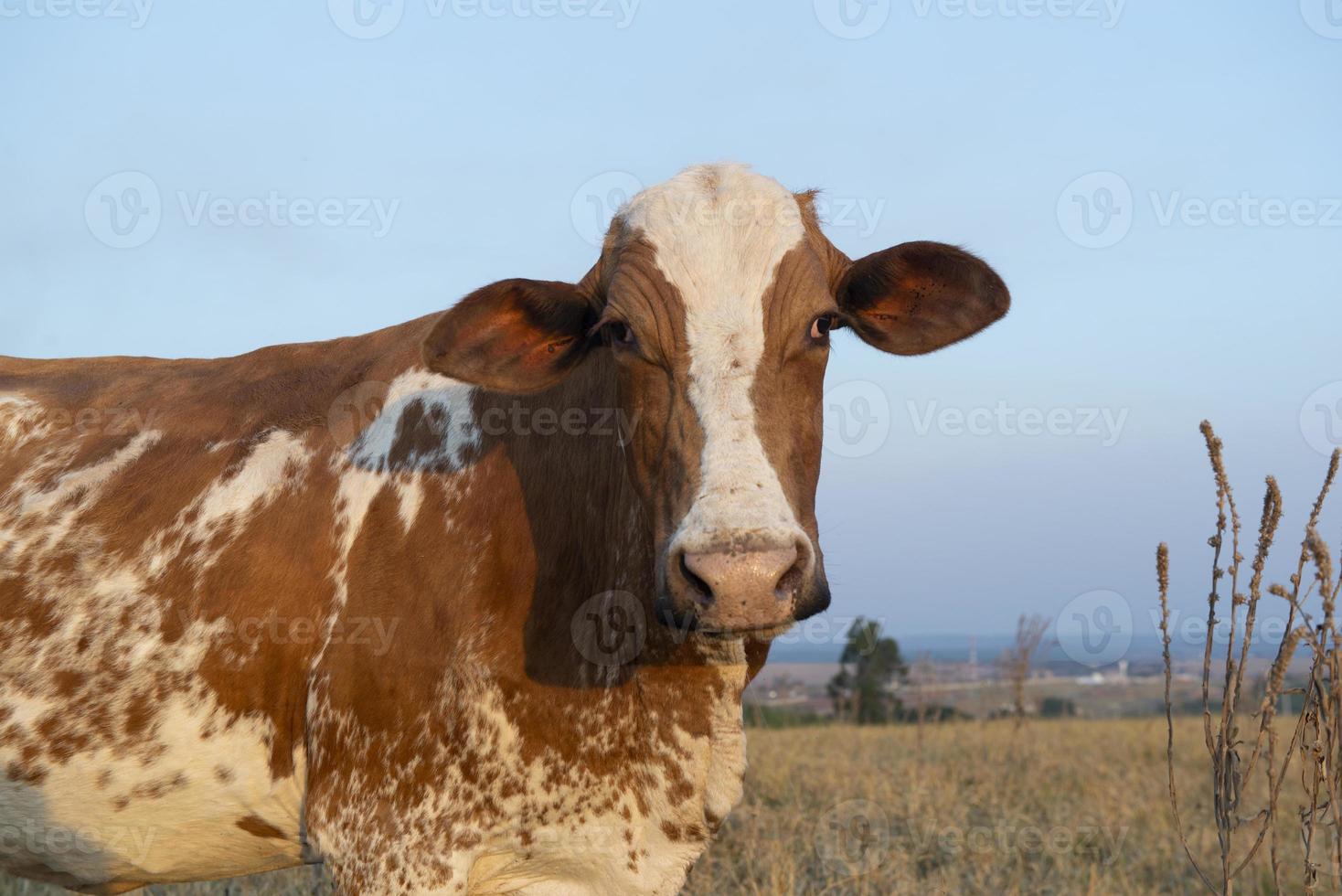 Cerca de la hermosa vaca holandesa manchada de marrón y blanco foto