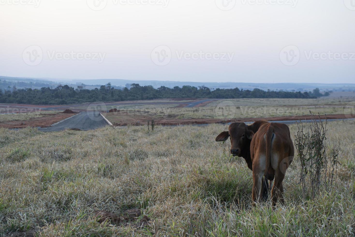 Beef cattle grazing on dry grass during the Brazilian autumn. photo