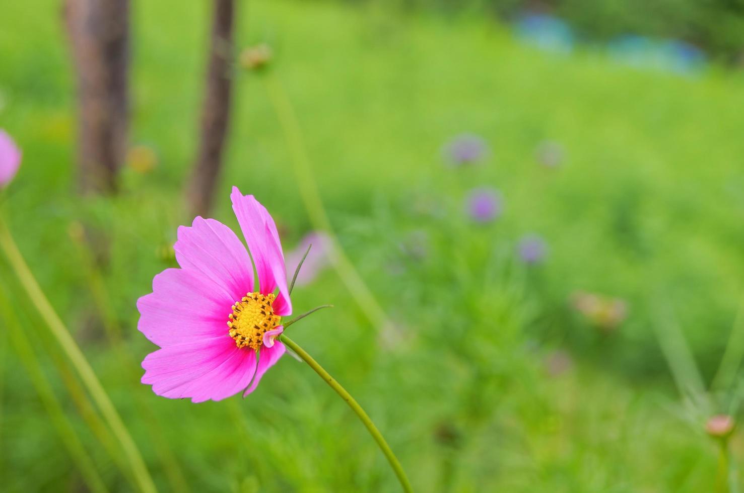 Cosmos flowers, pink petals, yellow pollen on a green background photo