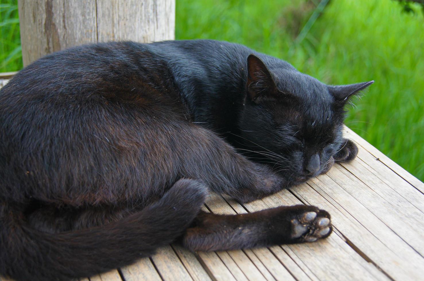 el gato negro dormía en la arena de madera amarilla. foto