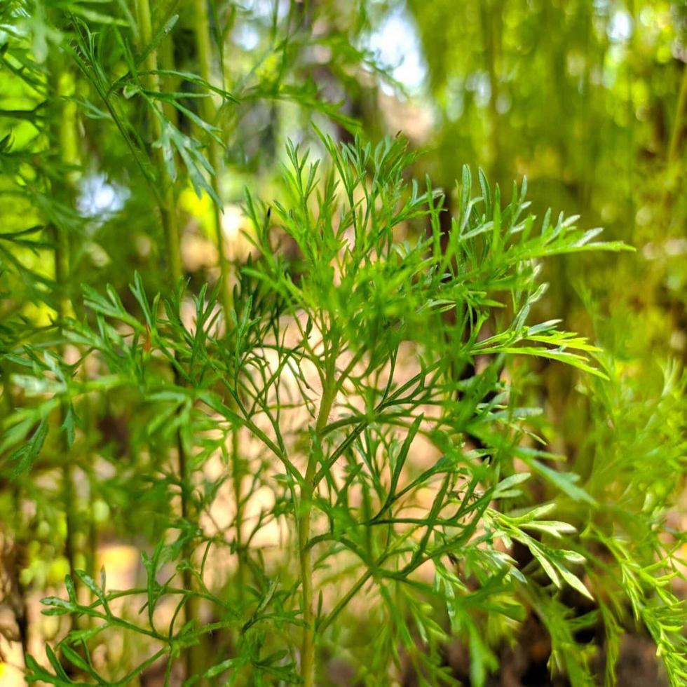 exuberante vegetación verde foto