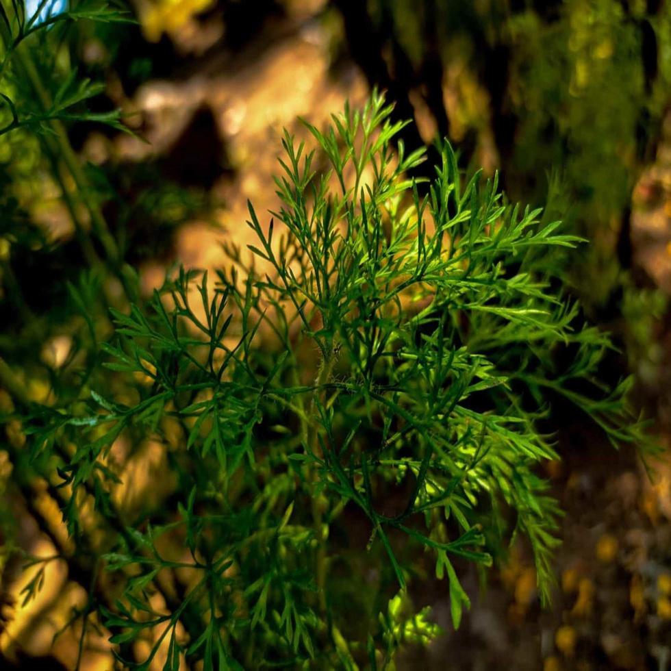 planta verde en la sombra foto