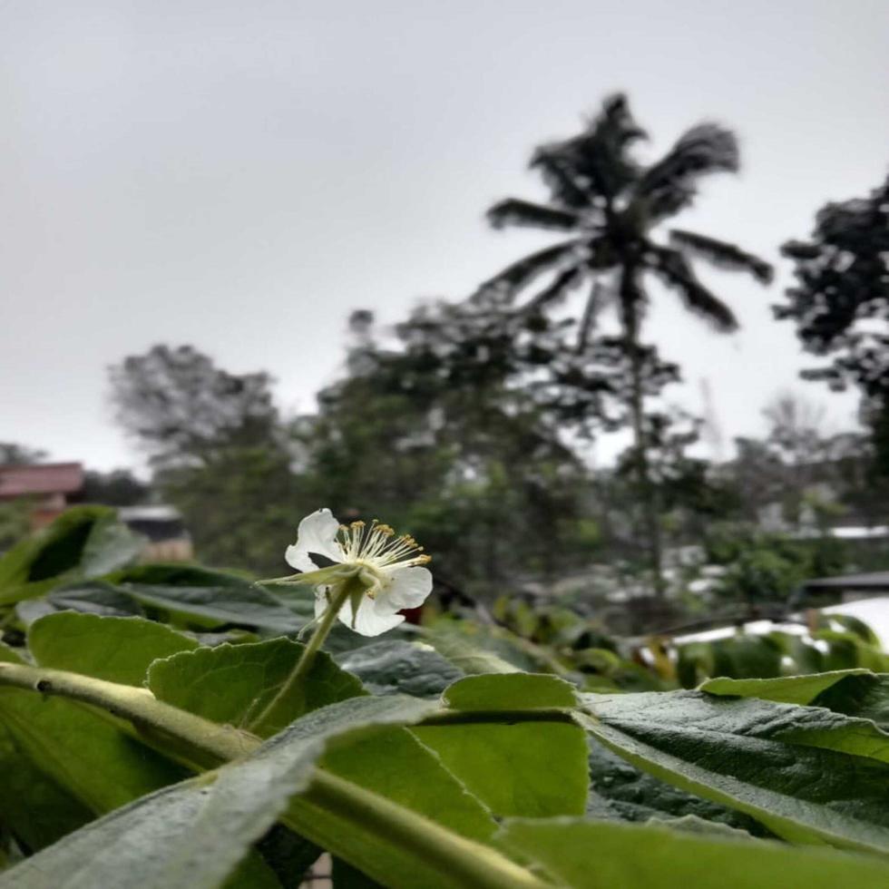 flor blanca y hojas verdes foto