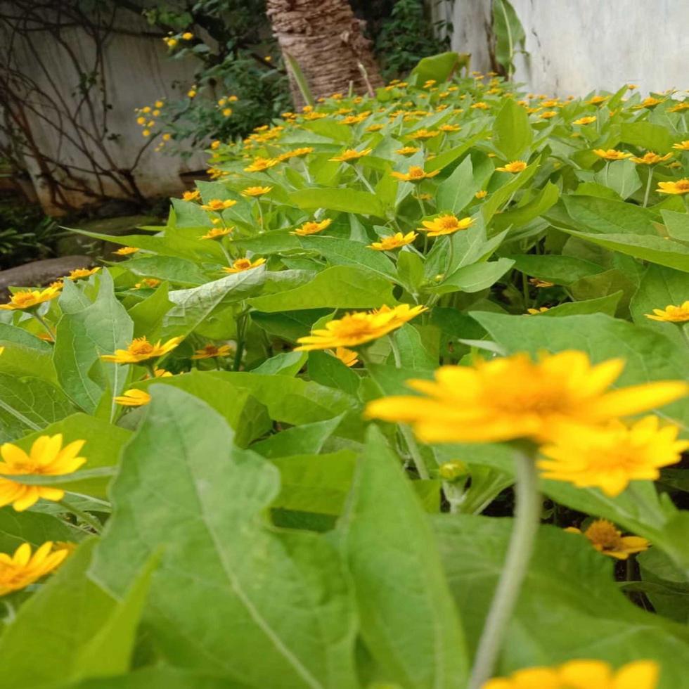 Yellow flowers and green leaves photo