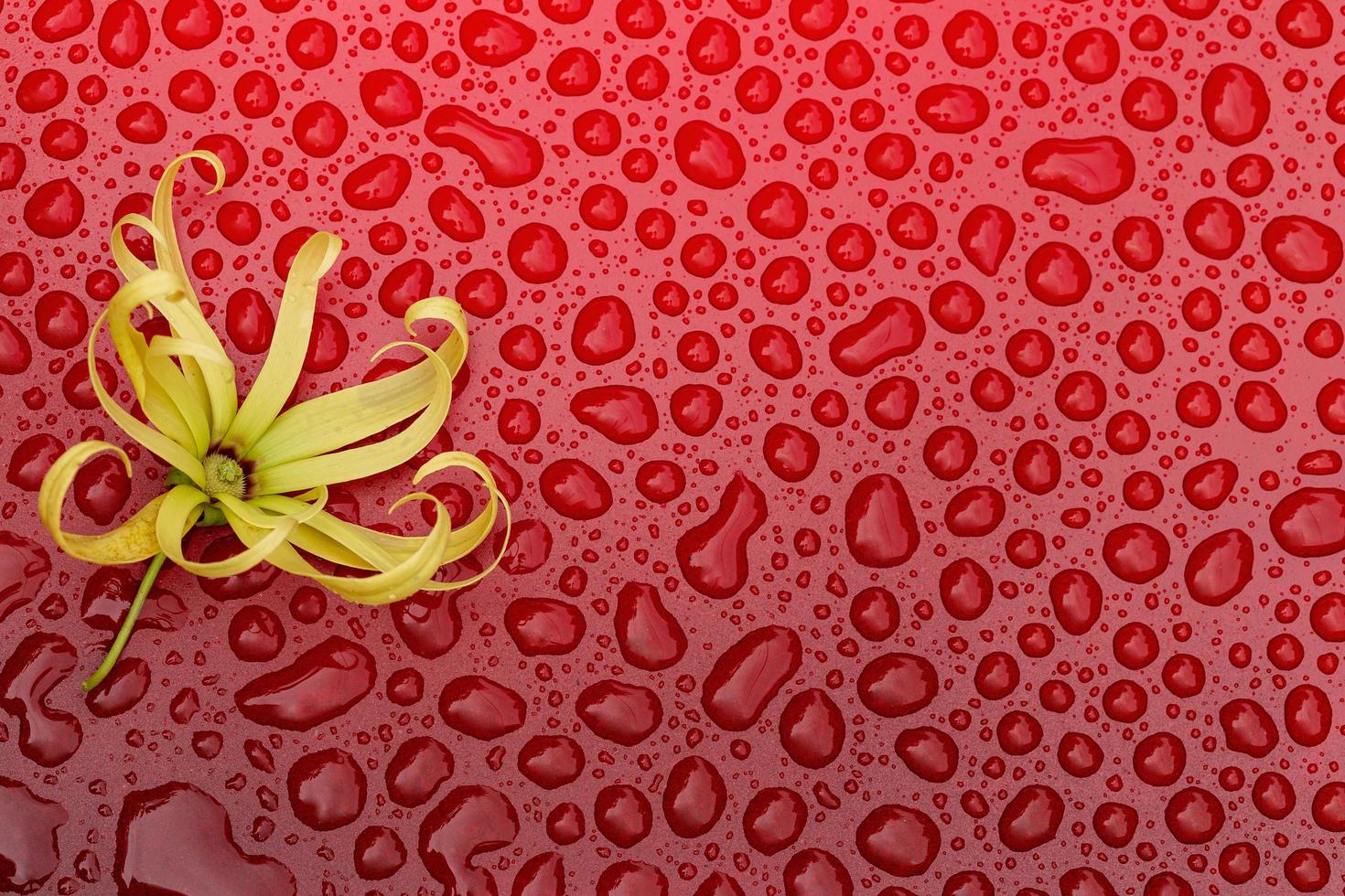 Pequeñas flores en gotas de agua roja blackground foto