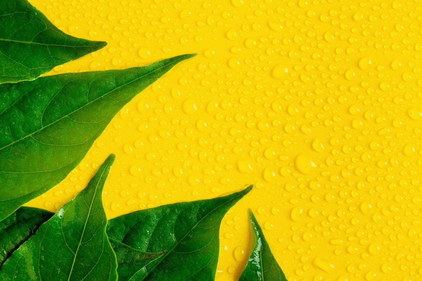 gotas de agua y hojas sobre fondo amarillo foto